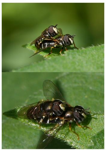 Réf. 192 954 : Paragus sp.